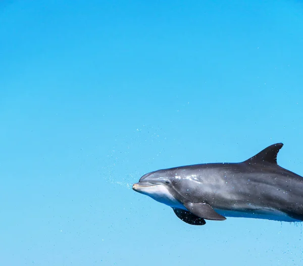 Dolphin Flying Air Place Text — Stock Photo, Image