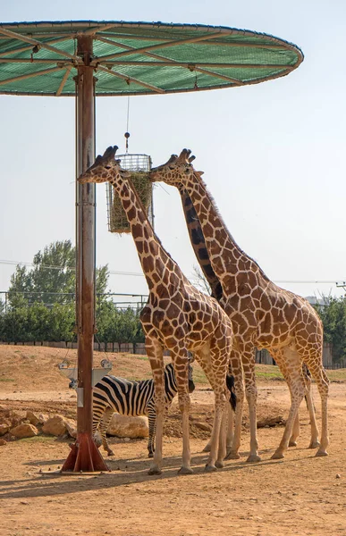 Trzy Żyrafy Zebry Podajnika Zoo — Zdjęcie stockowe