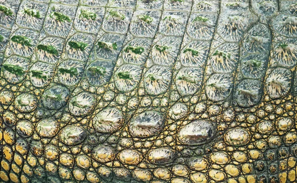 Close View Crocodile Skin National Zoo — Stock Photo, Image