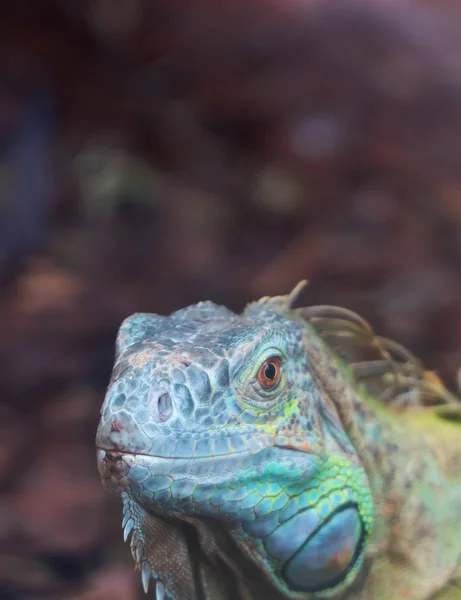 Retrato Iguana Verde Común — Foto de Stock