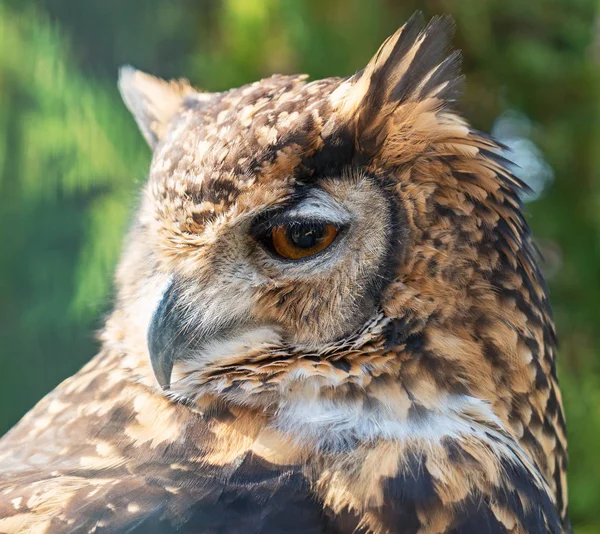 Vista Cerca Cape Eagle Owl —  Fotos de Stock