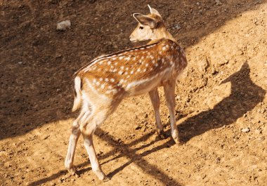 Şirin bebek geyik Milli Parkı.