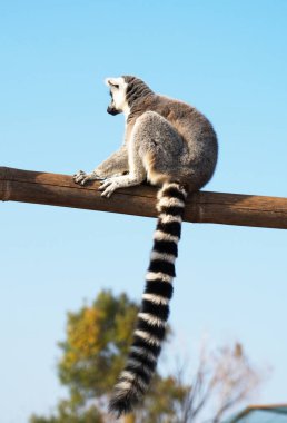 Ulusal parkta Ring-Tailed maki.