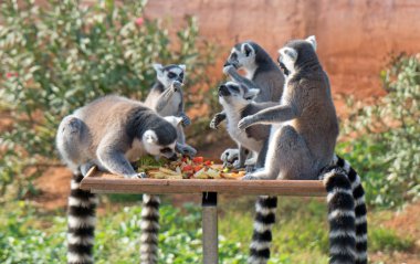 Ring-tailed lemurlar Ulusal Park'ta öğle yemeği.
