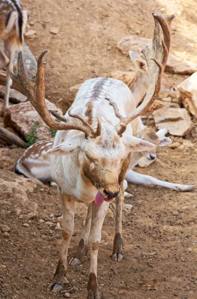 Herten Lijdt Aan Warmte Het Nationaal Park — Stockfoto