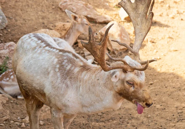 Herten Lijdt Aan Warmte Het Nationaal Park — Stockfoto