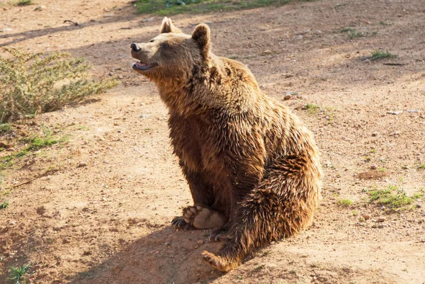 Orso Bruno Europeo Nel Parco Nazionale — Foto Stock