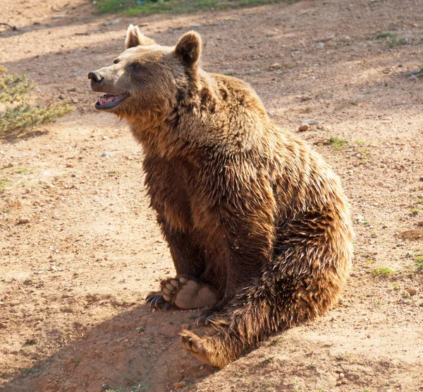 国立公園内のヨーロッパのヒグマ — ストック写真