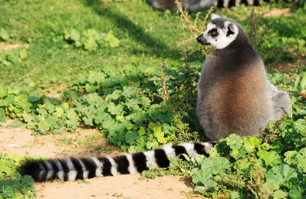 Ulusal Parkta Ring Tailed Maki — Stok fotoğraf