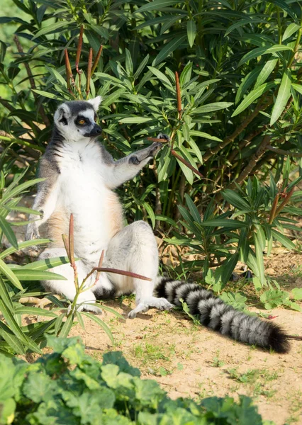Lemure Coda Anello Nel Parco Nazionale — Foto Stock