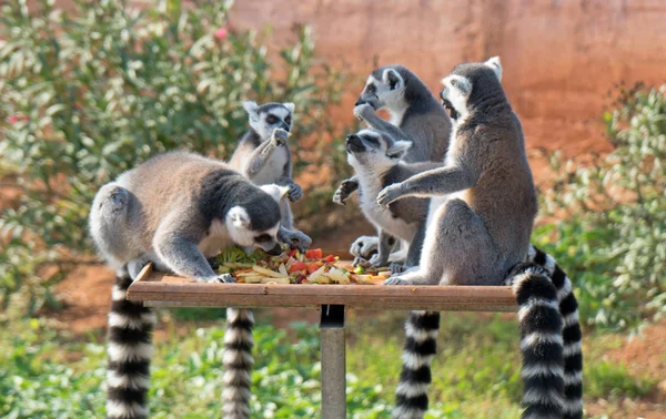 Lémures Cola Anillada Almorzando Parque Nacional — Foto de Stock