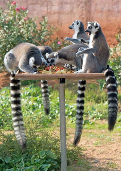 Ringhalede Lemurer Spiser Frokost Nationalparken - Stock-foto