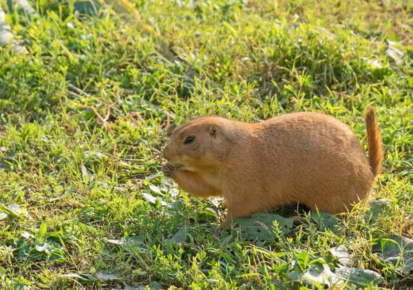 Marmot National Park Marmota Flaviventris — Stock Photo, Image