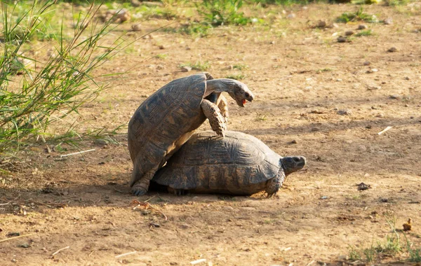 Tartarugas Fazem Amor Parque Nacional — Fotografia de Stock