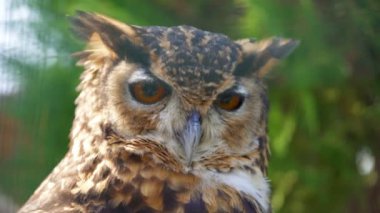 Yakın çekim görünümü Cape kartal baykuş.