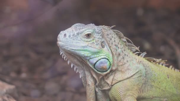 Porträtansicht Eines Grünen Leguans — Stockvideo