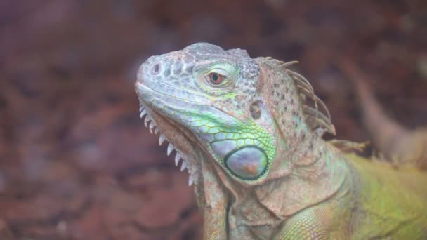 常见的绿色蜥蜴的肖像视图 — 图库视频影像