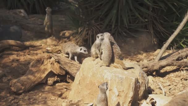 Multidão Meerkats Sentados Parque Nacional — Vídeo de Stock