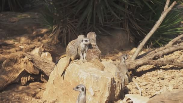 Όχλος Των Meerkats Κάθεται Στο Εθνικό Πάρκο — Αρχείο Βίντεο