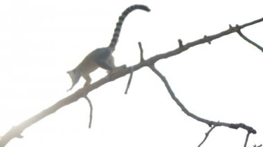 Ulusal parkta ağaç üzerinde yürüyen ring-tailed maki.