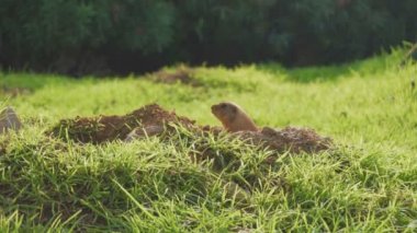 Ulusal parkta bir sıçan. Marmota flaviventris.