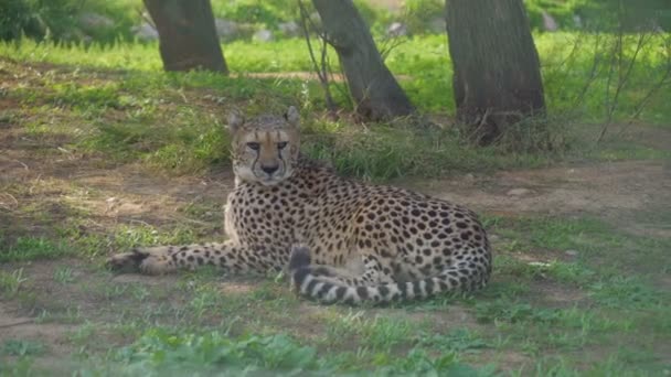 Gepard Riposa Nel Parco Nazionale Acinonyx Jubatus — Video Stock
