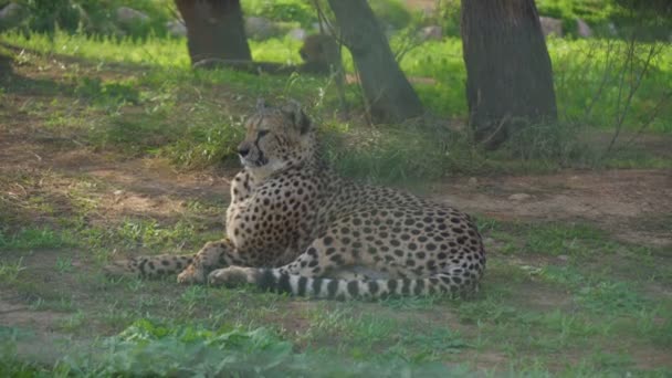 Gepard Αναπαύεται Στο Εθνικό Πάρκο Acinonyx Jubatus — Αρχείο Βίντεο