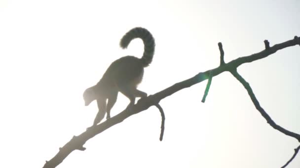 Ulusal Parkta Ağaç Üzerinde Yürüyen Ring Tailed Maki — Stok video