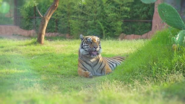 Tigre Che Riposa Nel Parco Nazionale — Video Stock