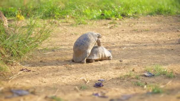 Turtles Make Love National Park — Stock Video