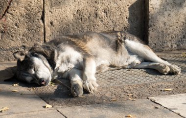 Güneşli bir günde dışarıda uyku sokak köpeği.