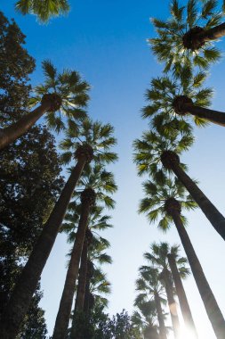 Büyük palmiye ağaçları güneşli sokak.
