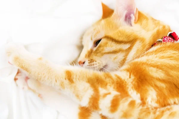 Schattig Ginder Kat Zonnebaden Het Witte Bed — Stockfoto
