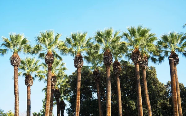 阳光明媚的日子里有一棵巨大的棕榈树 — 免费的图库照片
