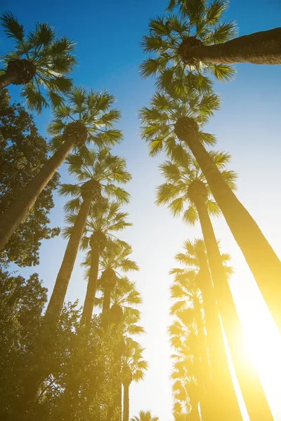 Aleja Drzew Palmowych Ogromny Słoneczny Dzień — Zdjęcie stockowe