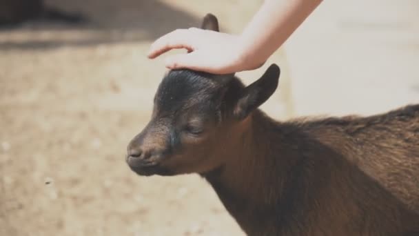 Main d'enfant caressant une petite chèvre dans le zoo .