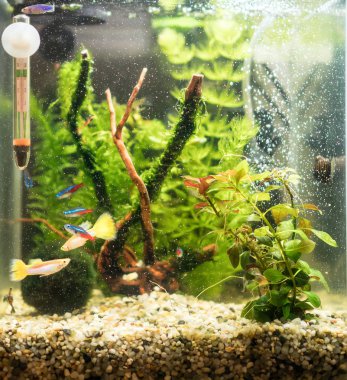 Small nano cube aquarium with fishes and plants.