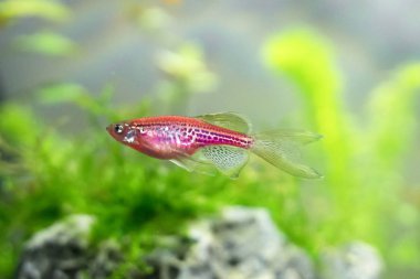 Tatlı su akvaryum kırmızı Zebra balığı. Danio rerio.