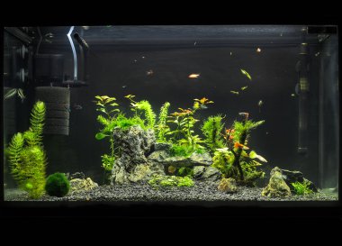 Güzel yerleştirilmiş tropikal tatlı su akvaryumu ile balıkçı. Aquascape.