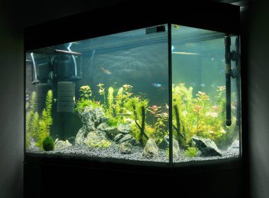 Güzel yerleştirilmiş tropikal tatlı su akvaryumu ile balıkçı. Aquascape.