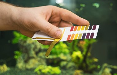 PH testleri tatlı su akvaryumu önünde tutan erkek el.