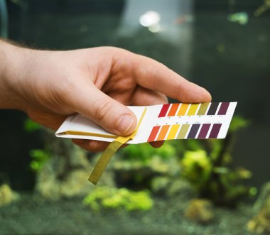 PH testleri tatlı su akvaryumu önünde tutan erkek el.