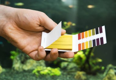 PH testleri tatlı su akvaryumu önünde tutan erkek el.