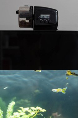 Automatic fish feeder standing on the aquarium cover. clipart