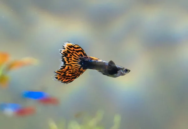 Guppy im Süßwasseraquarium. Poecilia reticulata. — Stockfoto