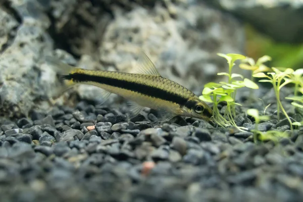 Siamese algae-eater in freshwater aquarium. Crossocheilus oblongus. — Stock Photo, Image