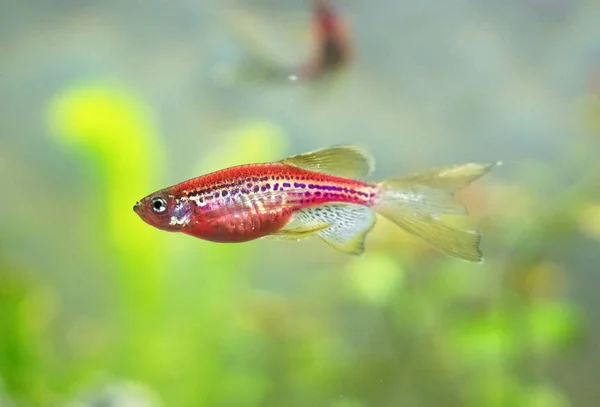 Pez cebra roja en acuario de agua dulce. Danio rerio . —  Fotos de Stock