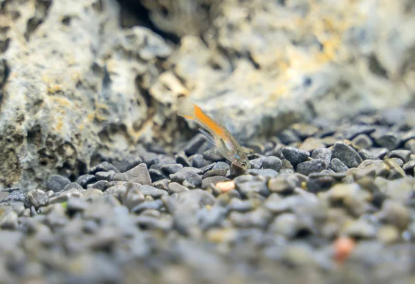 Guppy endler em aquário de água doce. Poecilia reticulata . — Fotografia de Stock