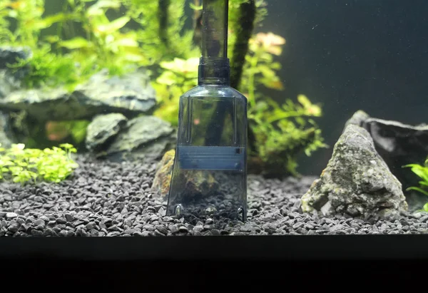 Sifão ferramenta de limpeza de cascalho no aquário . — Fotografia de Stock