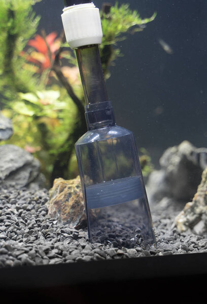 Siphon gravel cleaner tool in the aquarium.